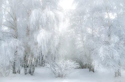 Фотообои Природа зимой на стену. Купить фотообои Природа зимой в  интернет-магазине WallArt