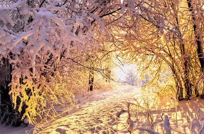 зима солнца природы пущи стоковое фото. изображение насчитывающей климат -  44515366