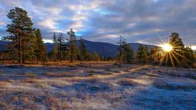 отражение в деревьях на закате Hd, самые красивые фотографии природы,  красивый, самый красивый закат фон картинки и Фото для бесплатной загрузки