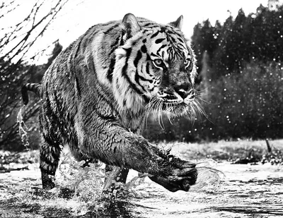 Лучшие черно-белые фотографии дикой природы, которые вы могли не видеть -  Новости на KP.UA