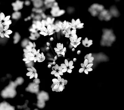 Картинки природа в черно белом цвете (68 фото) » Картинки и статусы про  окружающий мир вокруг
