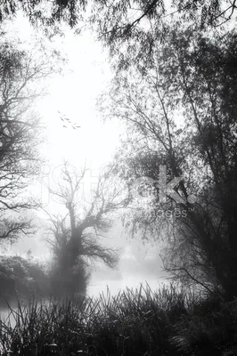 Туман Природа Черно-Белый - Бесплатное фото на Pixabay - Pixabay