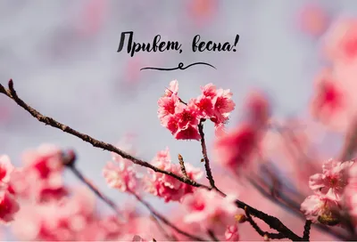 Сиропы BarNektar Узбекистан - Привет, весна! Друзья! Желаем вам  вдохновения, прекрасного настроения, новых начинаний и много-много прогулок  с друзьями этой весной! | Facebook