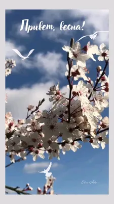 синий привет весна с листом и цветком Фон Обои Изображение для бесплатной  загрузки - Pngtree