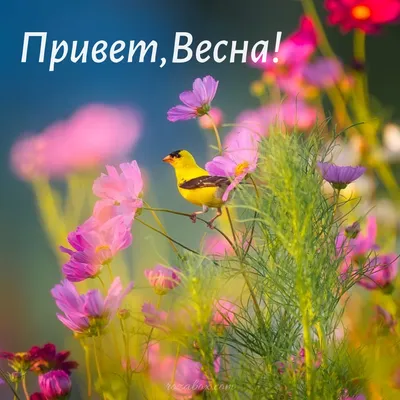 Привет весна! Новая яркая открытка про весну для вдохновения и настроения -  Скачайте на Davno.ru