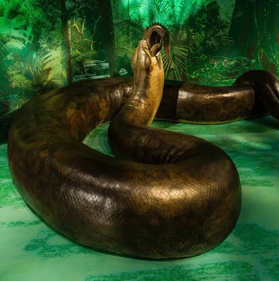 У Південній Америці спіймали 100-кілограмову анаконду — Фото