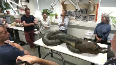 В Бразилии нашли самую большую в мире анаконду — Курьезы