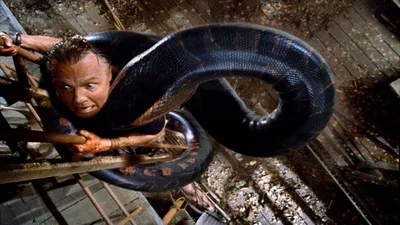 бразилец держит крупную зелёную змею анаконду за шею голыми руками в хижине  на реке амазон в бразилии Редакционное Фотография - изображение  насчитывающей обще, бразилии: 213589352