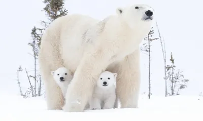 Хозяин Арктики. 10 невероятных фото белых медведей | Правмир