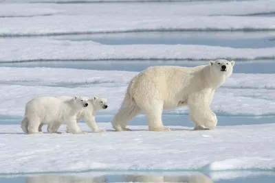 Международный день полярного медведя - РИА Новости, 27.02.2023