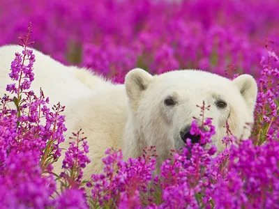 Ученые опасаются, что к концу века белые медведи исчезнут