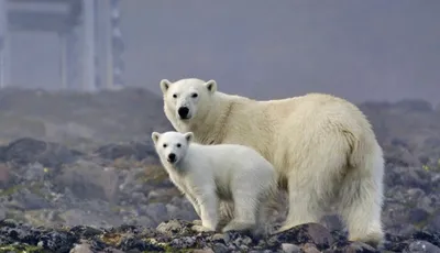 Хозяин ледяных просторов. 27 февраля — Международный день полярного медведя