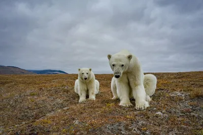 РИА: \"Онлайн-конференция о проекте по спасению популяции белых медведей\" |  ИПЭЭ РАН