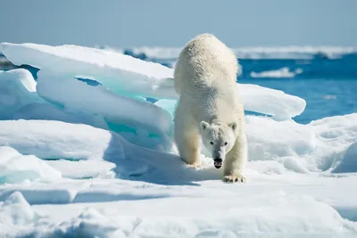 Биологи обнаружили процветающую популяцию белых медведей в Чукотском море