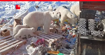 Искусственный интеллект посчитал белых медведей в Якутии -  Ведомости.Экология