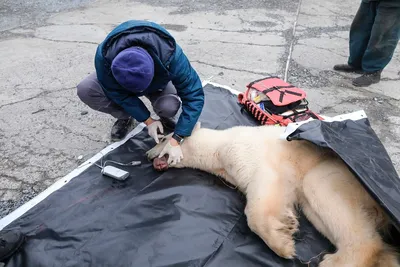 Спасти белых медведей · Новости · Муниципальное Бюджетное Учреждение  Культуры «Зоопарк» - официальный сайт