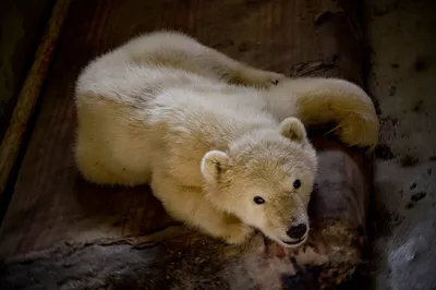 Тайная жизнь белых медведей «Роева ручья»