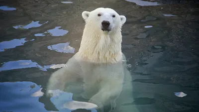 Потепление влияет на меню белых медведей | Euronews