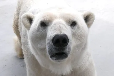 Как и зачем учёные собираются считать белых медведей — хозяев Арктики
