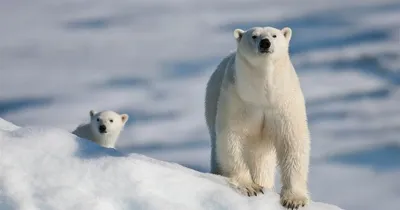 Можно ли спасти белых медведей