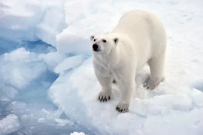 Беломедвежья перепись: более 150 белых медведей обнаружили в Якутии по  итогам осеннего авиамониторинга — Улус Медиа