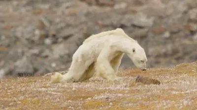 Ленинградский зоопарк — роддом белых медведей - YouTube