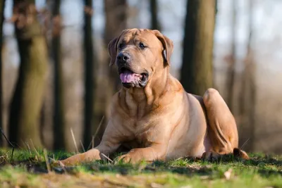 8 Наиболее больших собак мира | Профессор Гуглов | Дзен