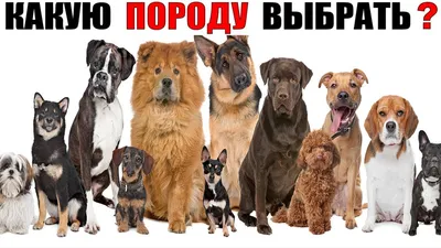 Мильбемакс для крупных собак (1 таблетка) — Ветаптека «Домвет»