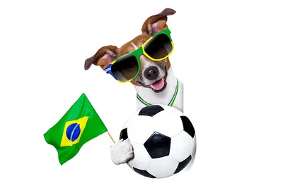 Фотография Джек-рассел-терьер Собаки Бразилия Смешные Футбол