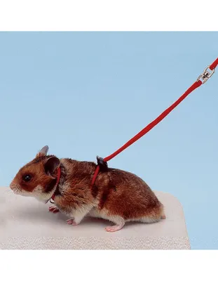 Корм для хомяков и мышей PINNY 0,3 кг Premium Menu Hamster с фруктами  купить по цене 299 ₽ с доставкой в Москве и России, отзывы, фото