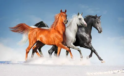 Видео: Клейдесдаль, першерон и другие породы самых мощных и сильных коней в  мире