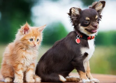 Картинки про кошек и собак фотографии