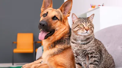 Кошки и собаки: почему животные не ладят и как подружить питомцев различных  возрастов