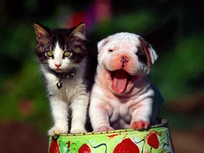 Фотография Щенок котенок Ретривер Кошки Собаки вдвоем 1600x1200