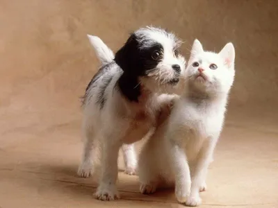 щенок котенка стоковое фото. изображение насчитывающей собака - 22502536