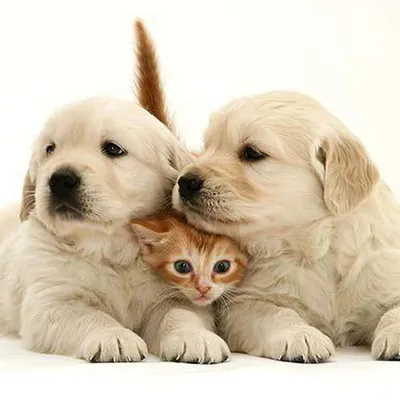 Фото щенка котенка Чихуахуа коты собака вдвоем животное белом фоне
