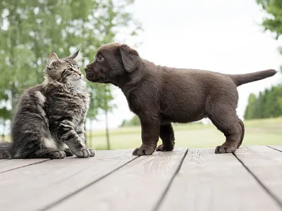 Маленькие котята и щенята (42 лучших фото)