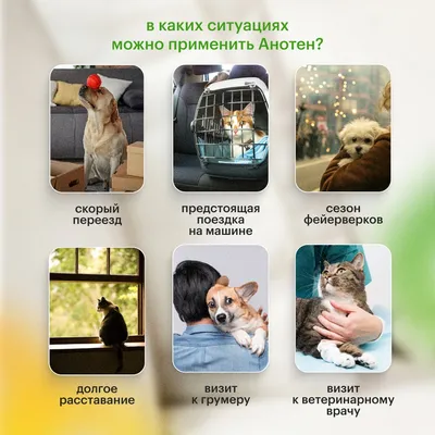 Бровафарма Ветдерм Суспензия для собак и котов для лечения заболеваний кожи  15 г (5046640) - купить на Korm.com.ua