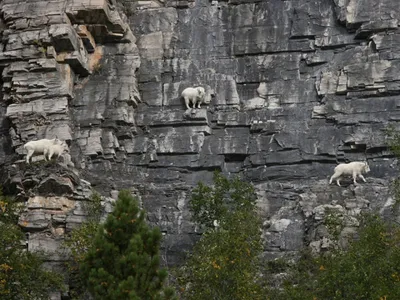 Мужские дикие альпийских козлов или Steinbock Capra Стоковое Фото -  изображение насчитывающей рогатый, парк: 195889148