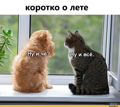 Картинки про лето прикольные фотографии