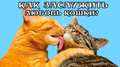 Любовь💞 кошка🫳 🐱» — создано в Шедевруме