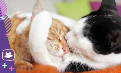 Кошки любовь (58 фото) | Красивые кошки, Кошки и котята, Смешные кошки