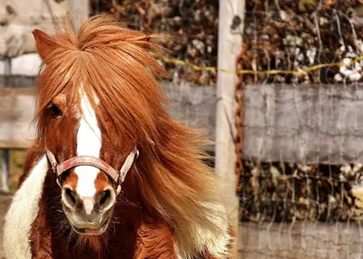 Карликовые пони: как появились миниатюрные версии лошадей | Правила жизни |  Дзен