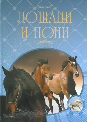 10 самых маленьких пород лошадей и пони (с фото и описанием) | Кругозор  Питомцев | Дзен