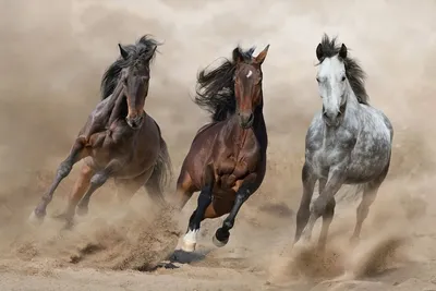 Масти лошадей: фото, описания и названия