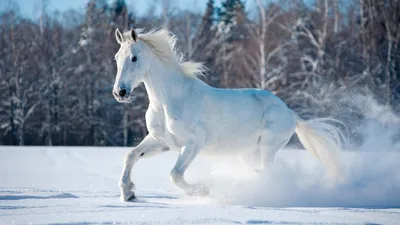 По численности лошадей Казахстан находится на шестом месте в мире