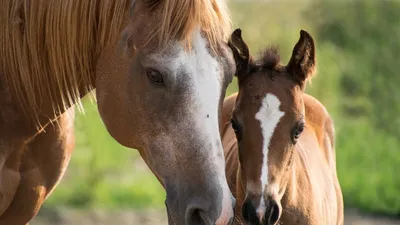 Новая порода лошадей может появиться в Казахстане - 16.06.2021, Sputnik  Казахстан