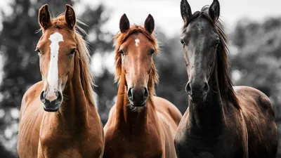 Horse Age/Эпоха лошадей