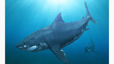 Миф о внешнем виде мегалодона опровергли. Он не был похож на белую акулу |  РБК Life