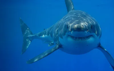 Вымирание мегалодона связали с появлением белой акулы - Индикатор